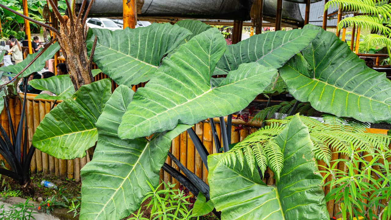 planta orelha de elefante em jardim