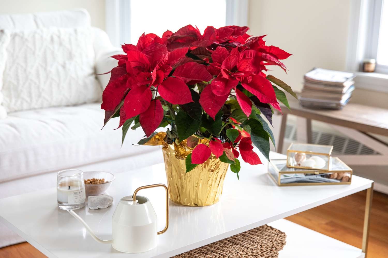 planta poinsettia em vaso na sala