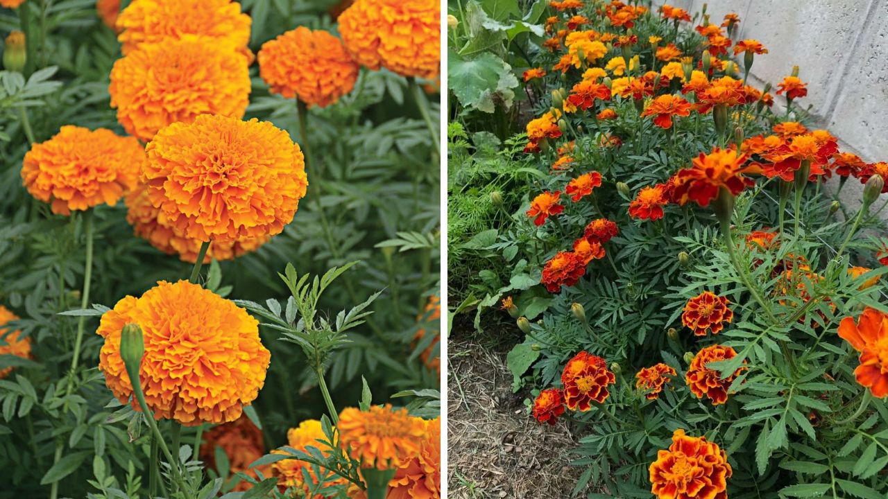 planta tagetes