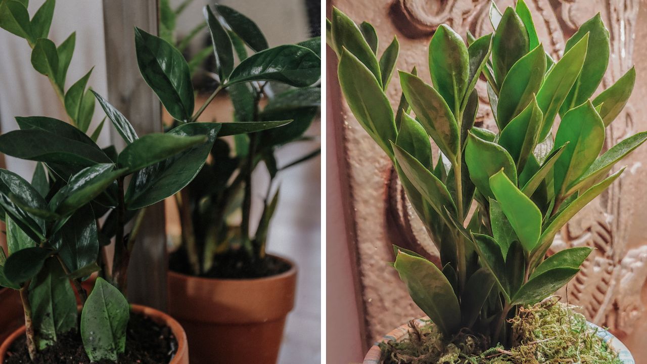 planta zamioculca em vasos