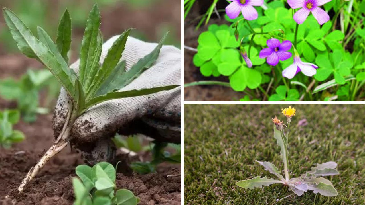 plantas invasoras de jardim