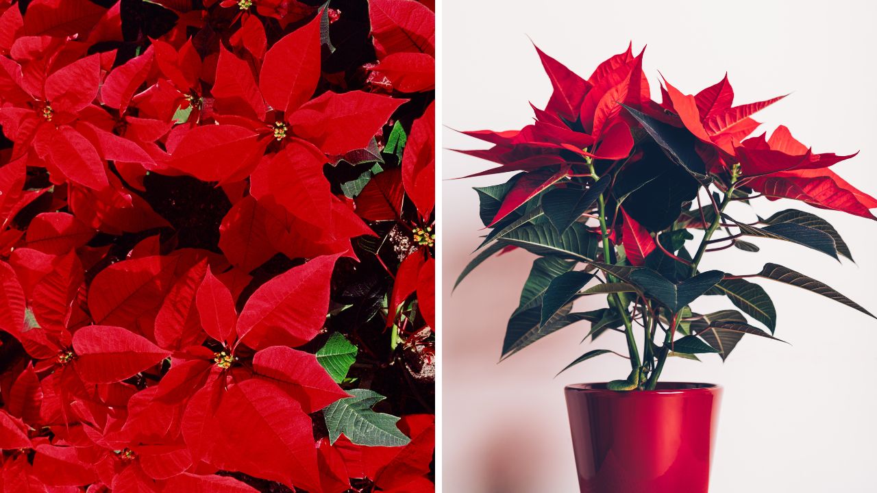 poinsettia ou flor de natal