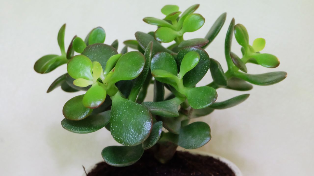 Crassula