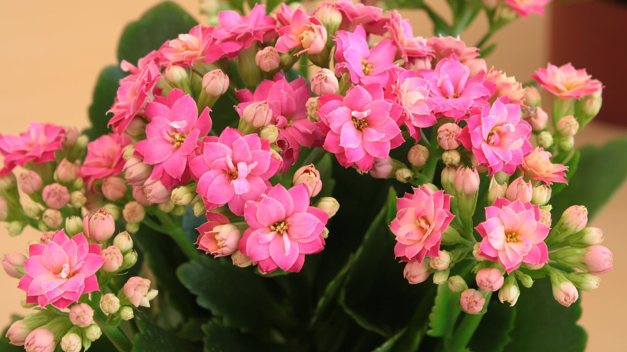 suculenta Kalanchoe rosa