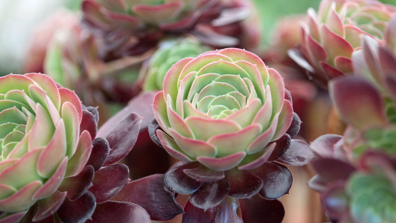 suculenta aeonium