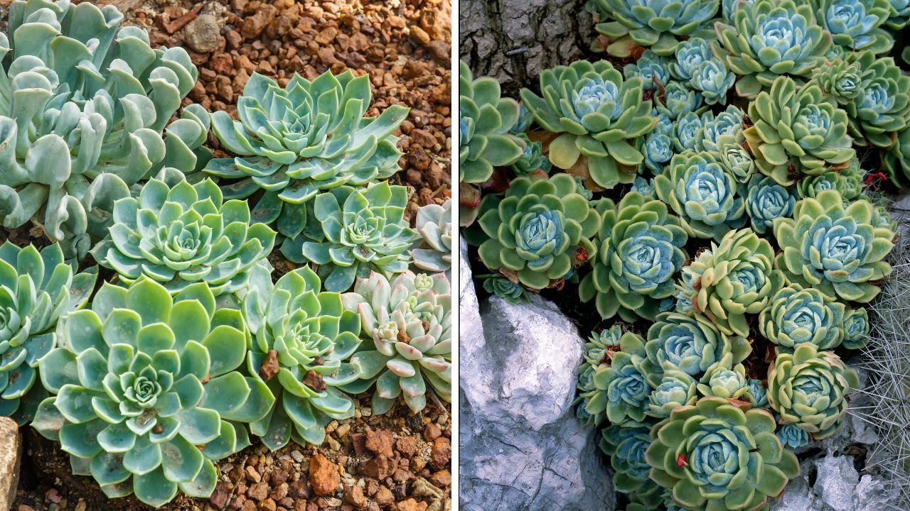 suculenta echeveria