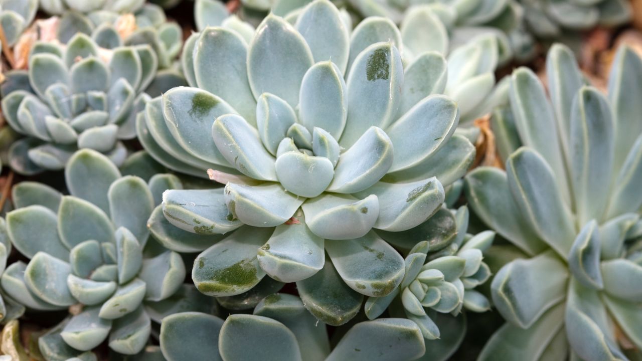 tipo de suculenta Echeveria