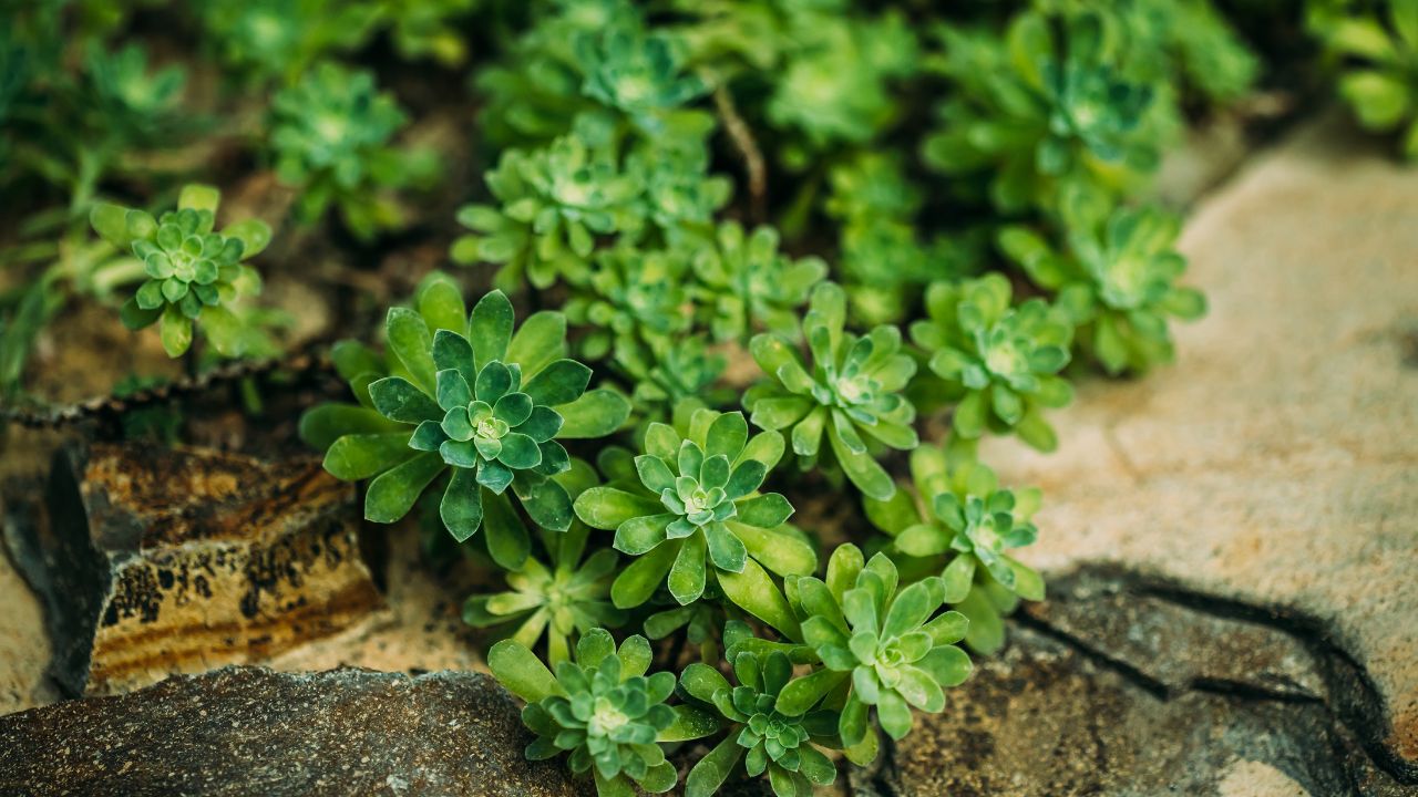 tipo de suculenta Sedum