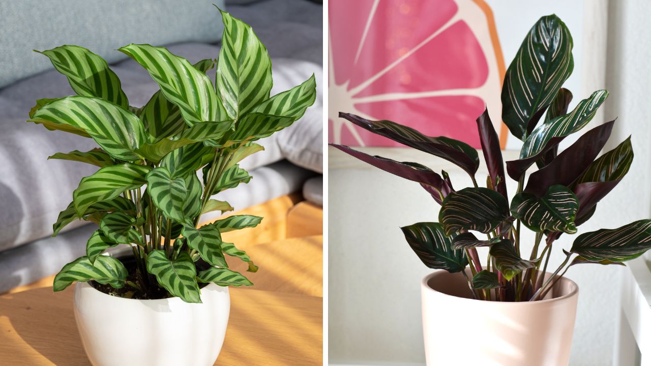 variedades de calathea