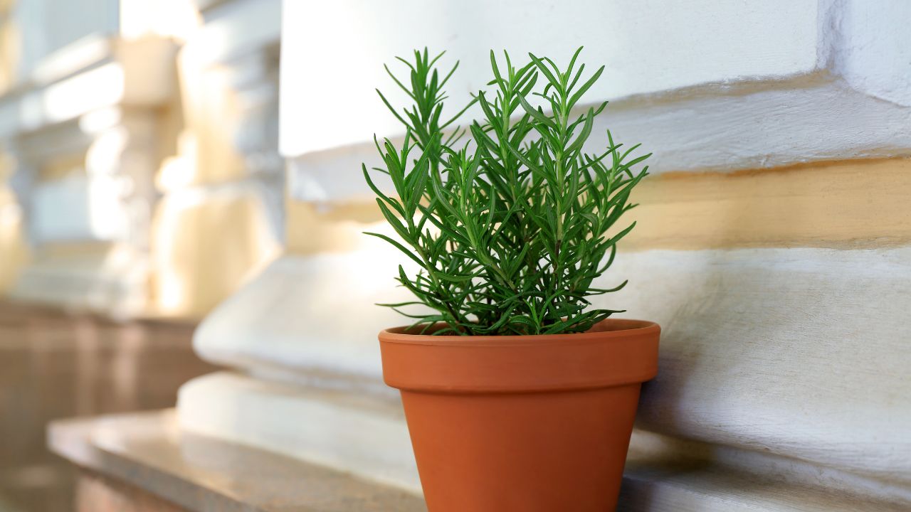 vaso pequeno com alecrim plantas para limpar energia ruim