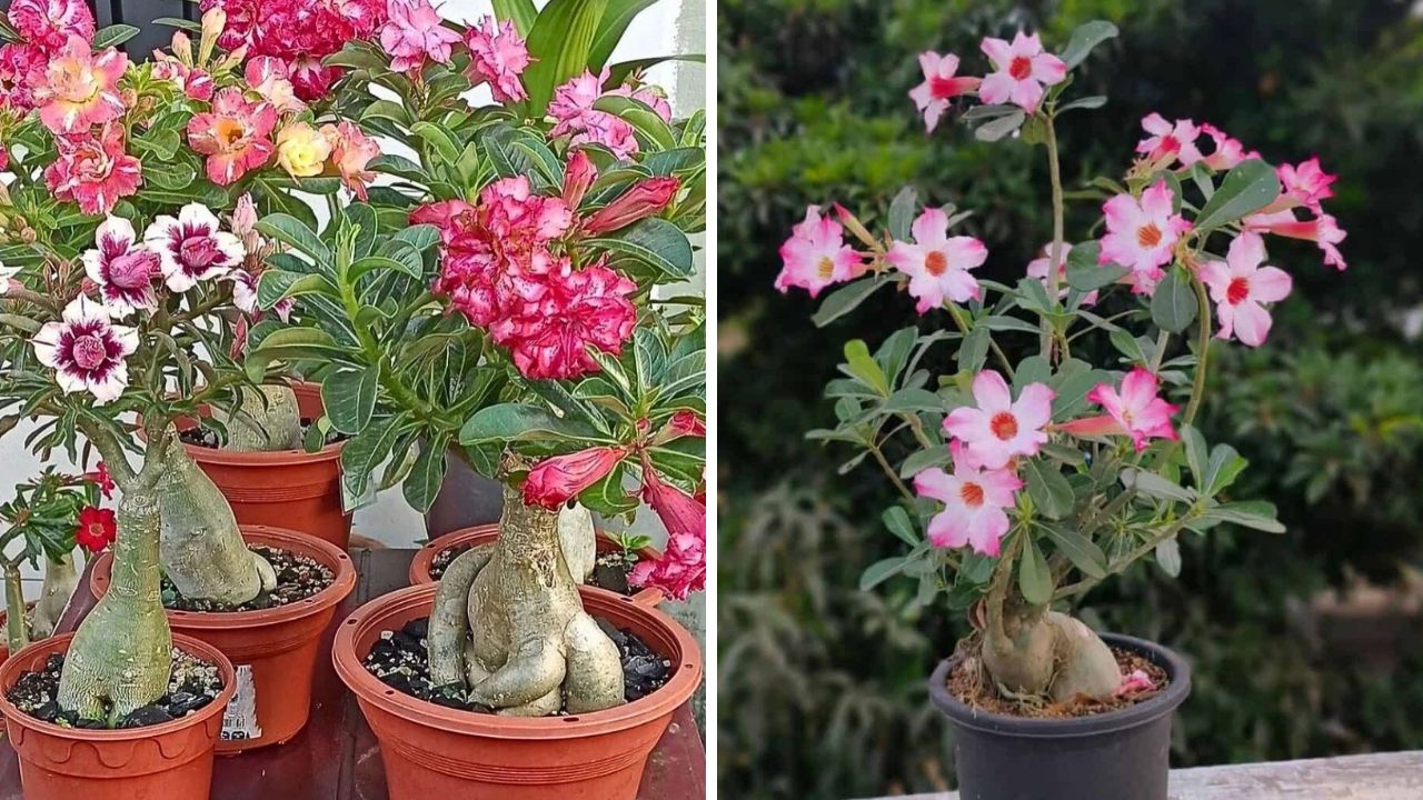 vasos com rosas do deserto