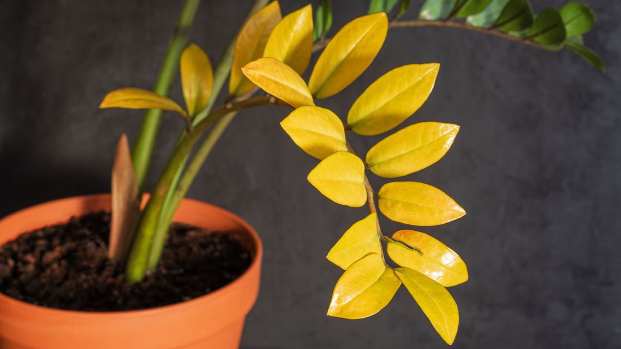 zamioculca com folhas amareladas