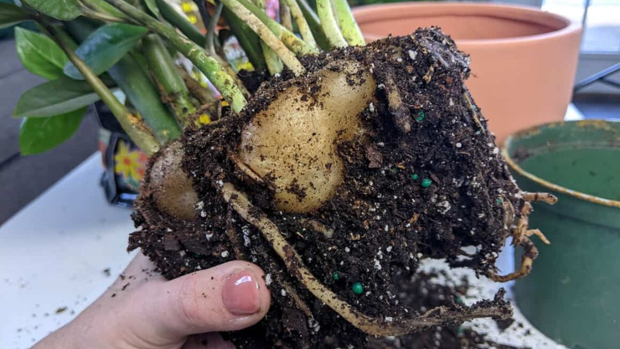 zamioculca pronta para troca de vaso