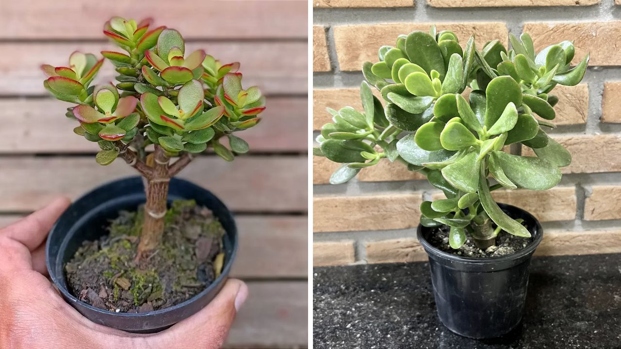 Crassula ovata (Planta Jade)