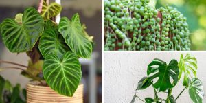 Especialistas revelam as 8 piores plantas para ter dentro de casa