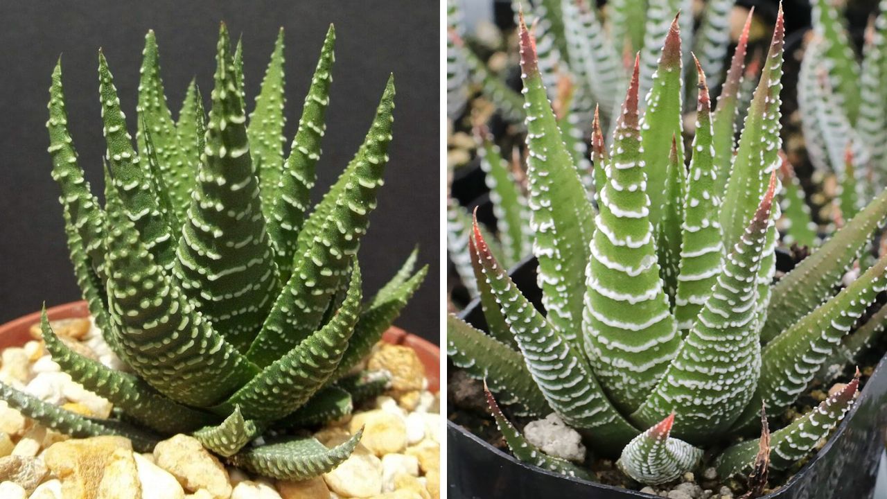 Haworthia fasciata (Suculenta Zebra)