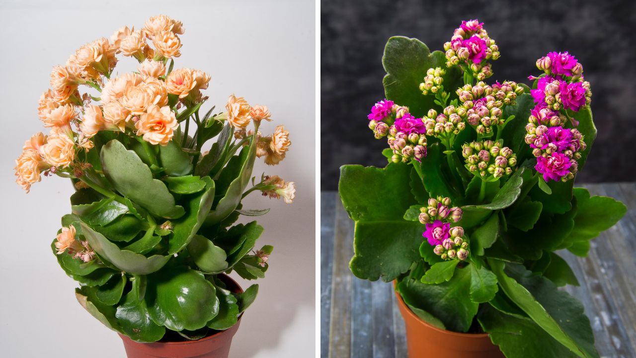 Kalanchoe em vasos