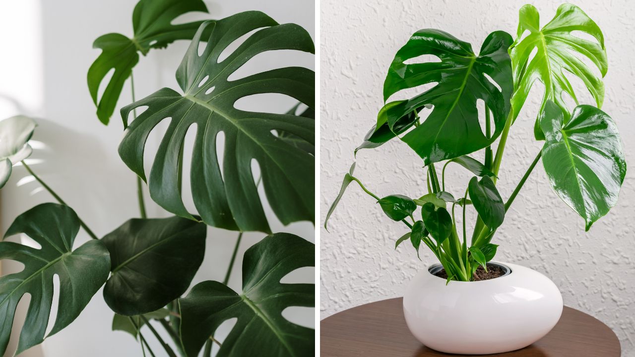 Monstera obliqua