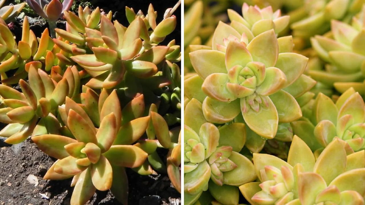 Sedum adolphi