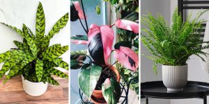 Top 5 Plantas Domésticas que Serão Tendência em 2025