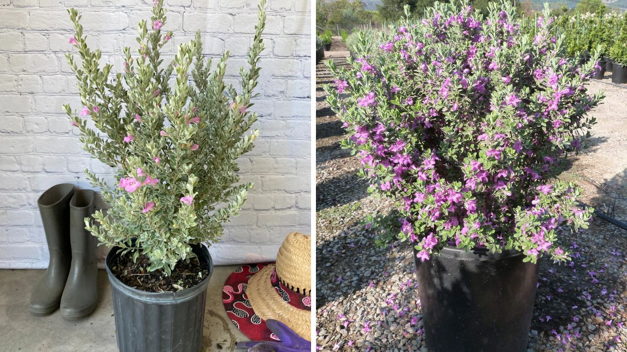 chuva de prata (leucophyllum frutescens)