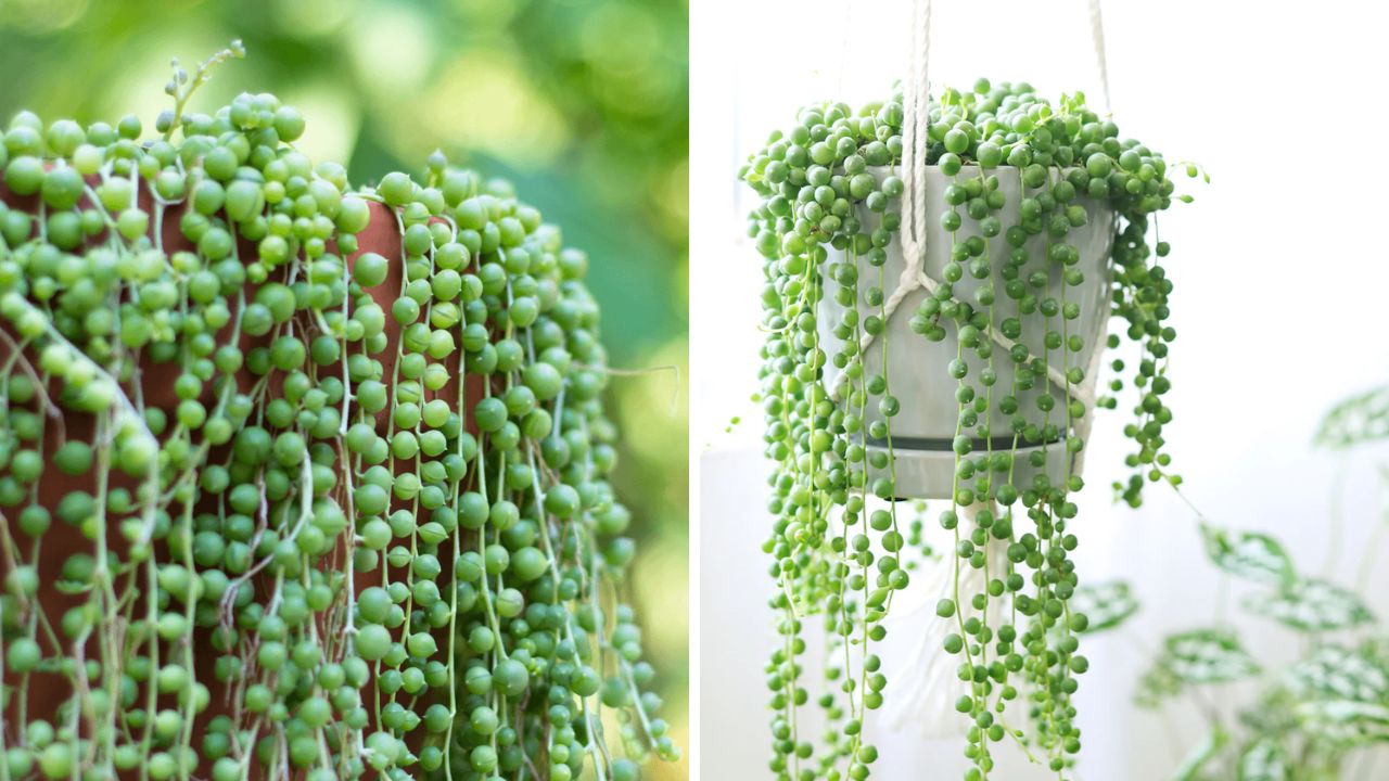 colar-de-pérolas (String of Pearls)