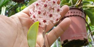 como cuidar da flor-de-cera