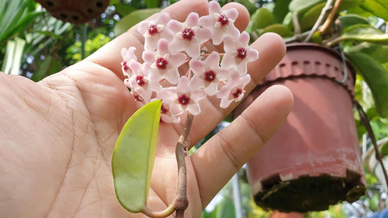 como cuidar da flor-de-cera