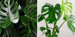 como cuidar de Monstera