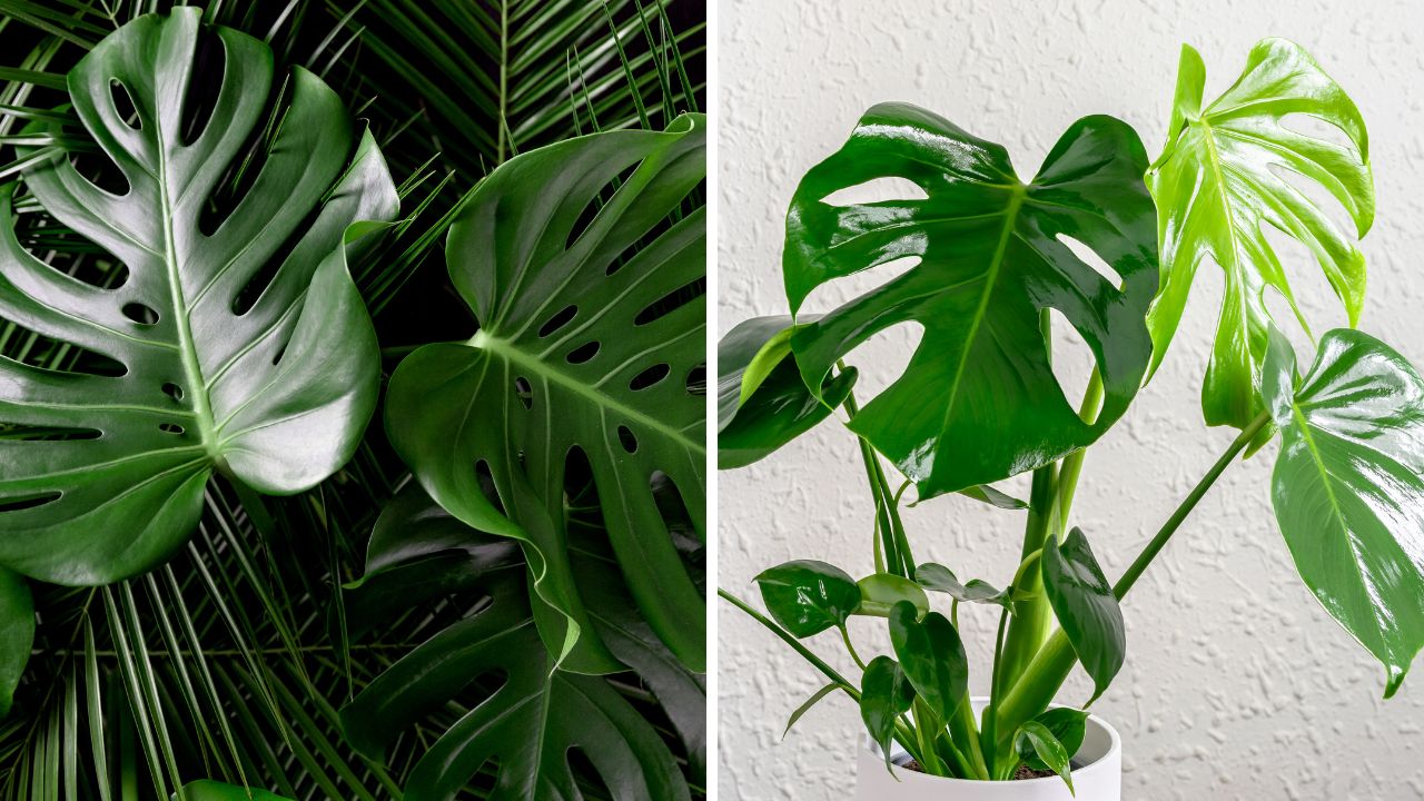 como cuidar de Monstera