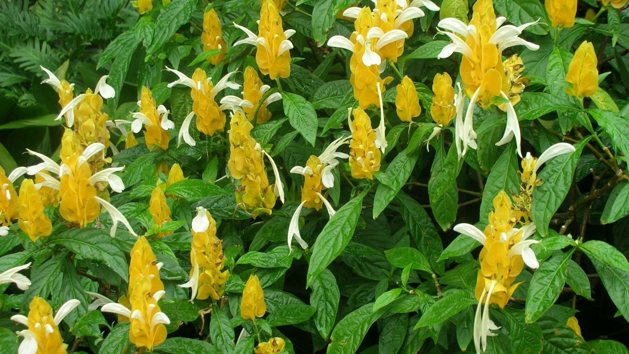 como cuidar de planta camarão-amarelo