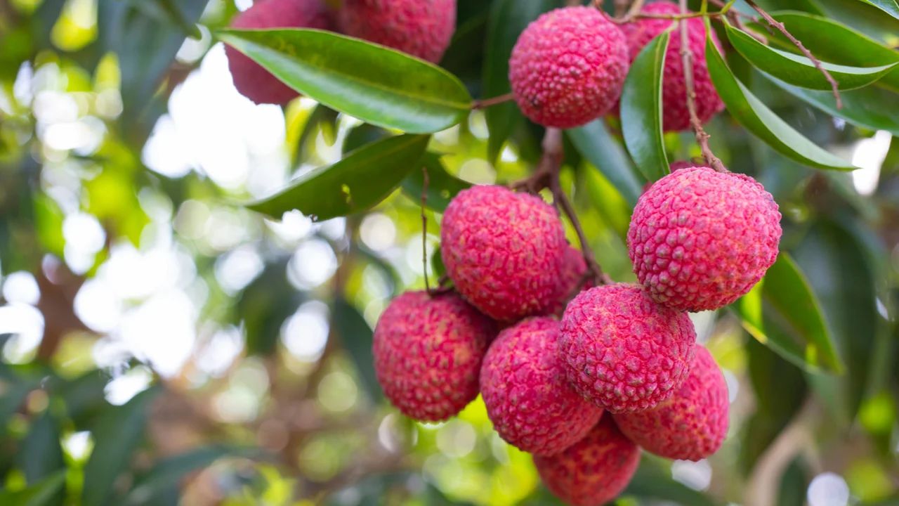 como cultivar lichia em vaso