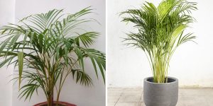 como cultivar palmeira areca-bambu