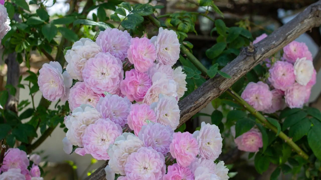 como cultivar rosa trepadeira