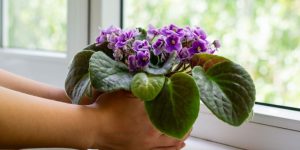 como garantir que violetas floresçam o ano todo