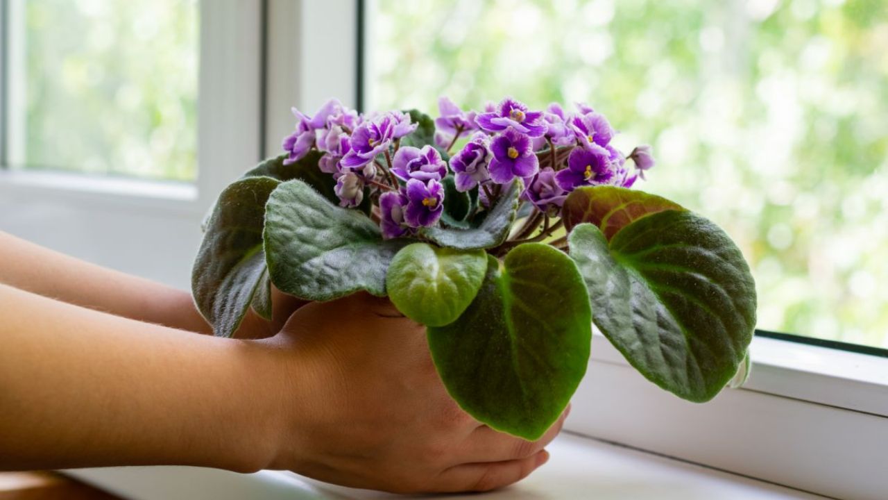 como garantir que violetas floresçam o ano todo