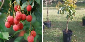 como plantar lichia em vaso