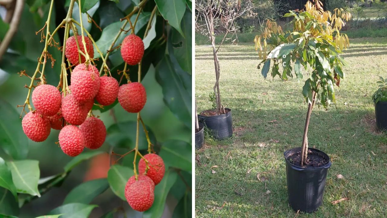 como plantar lichia em vaso