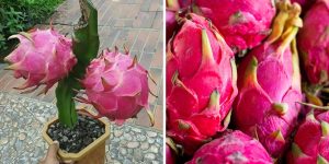 como plantar pitaya em vaso