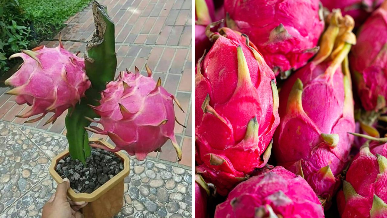 como plantar pitaya em vaso