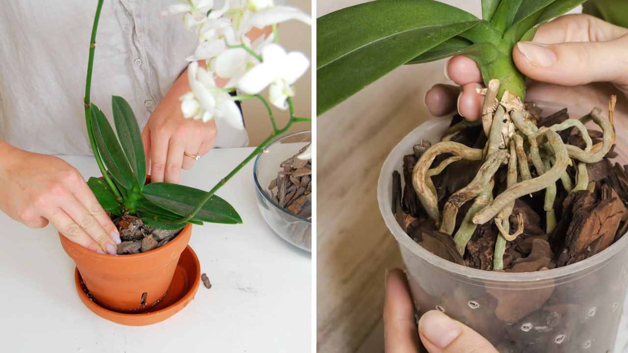 cuidado com replantio das orquídeas