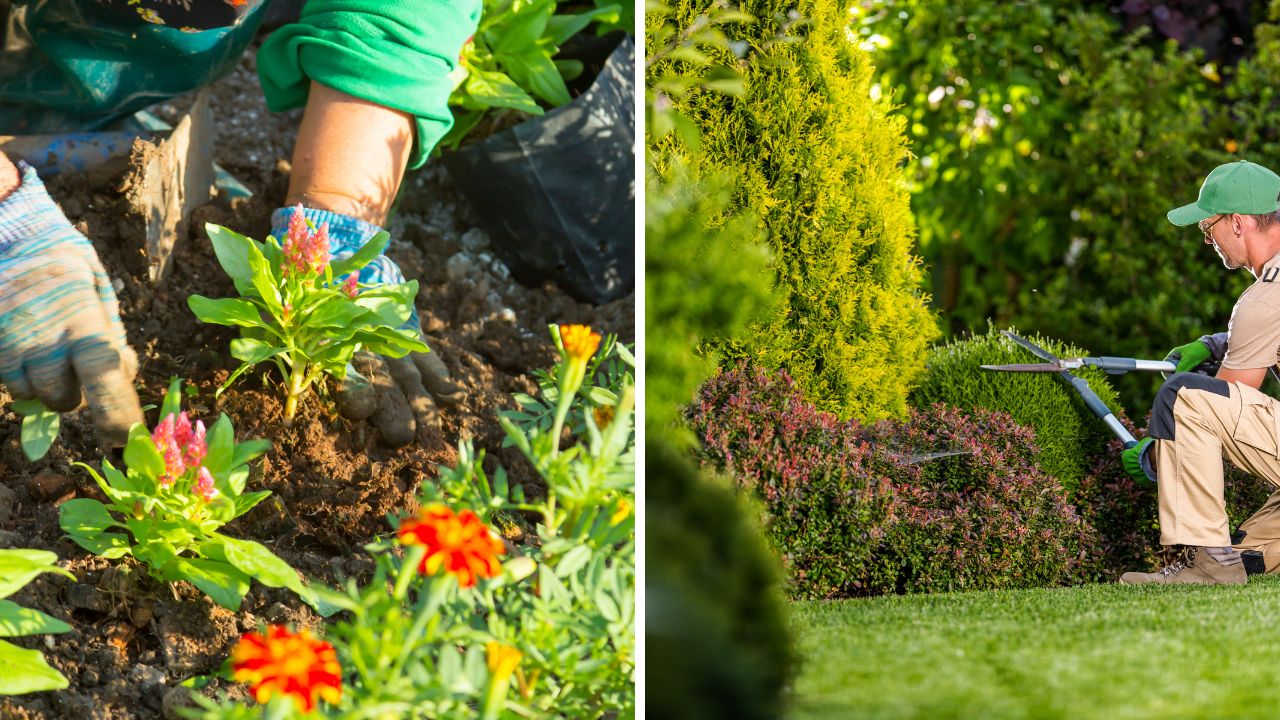 cuidados com jardim