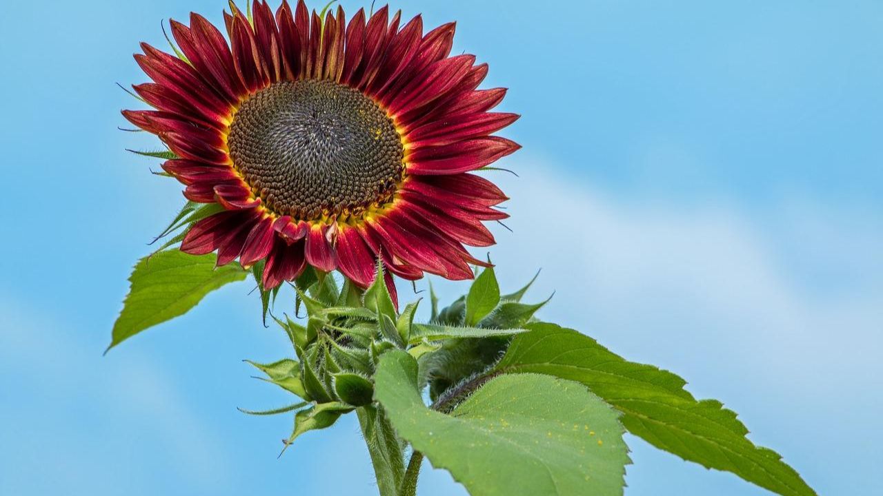 cultivo de girassol vermelho