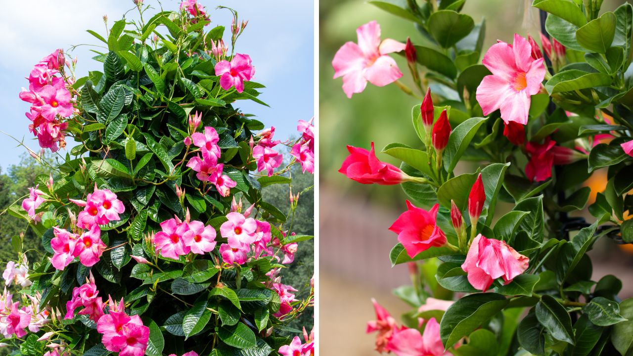 dipladênia (mandevilla)