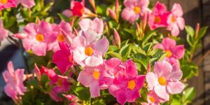 flores da planta dipladênia (mandevilla)