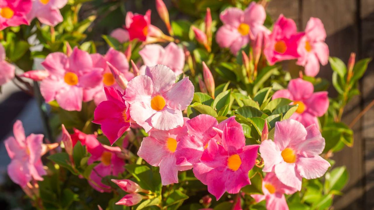 flores da planta dipladênia (mandevilla)