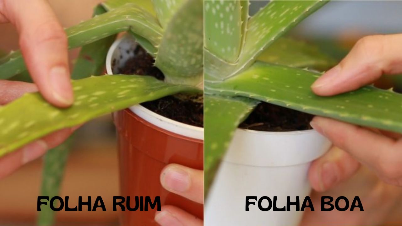 folha ruim e folha boa de aloe vera