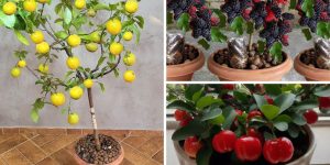 frutas tropicais para cultivar em vaso