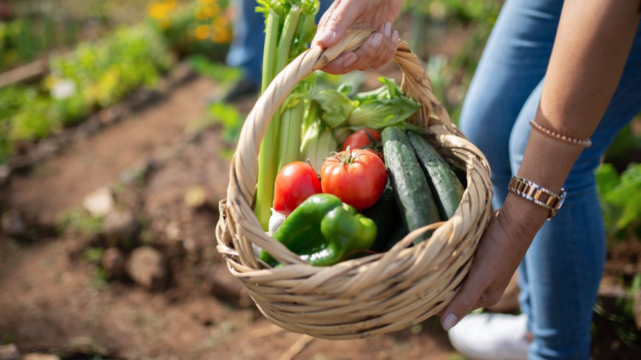 horta de verão o que plantar