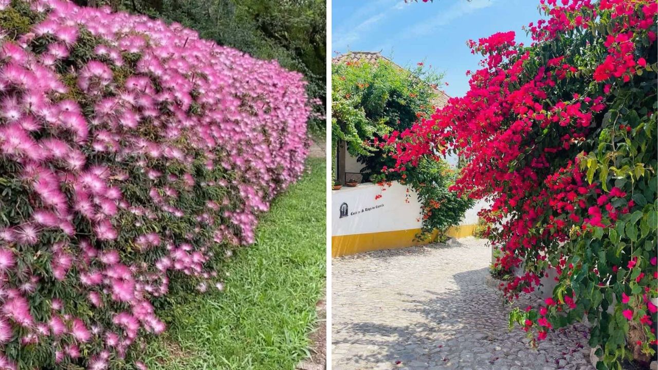 ideias de plantas para cerca viva